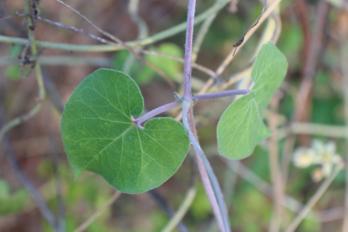 Pergularia daemia (Forssk.) Chiov.